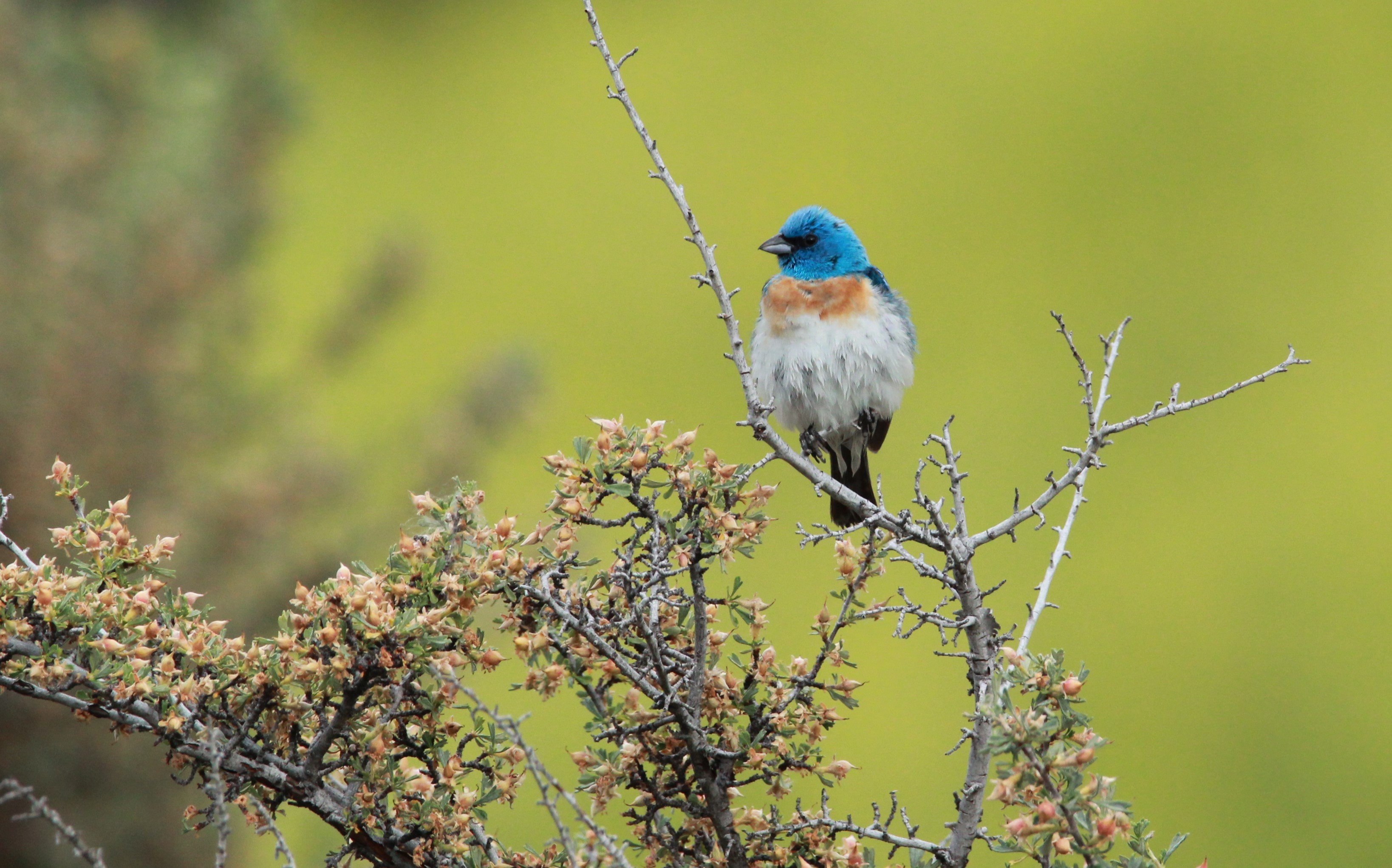 Lazuli Bunting Avimor ID